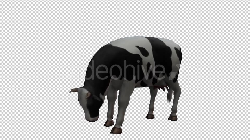 Cow Looped 2 Videohive 20704696 Motion Graphics Image 3