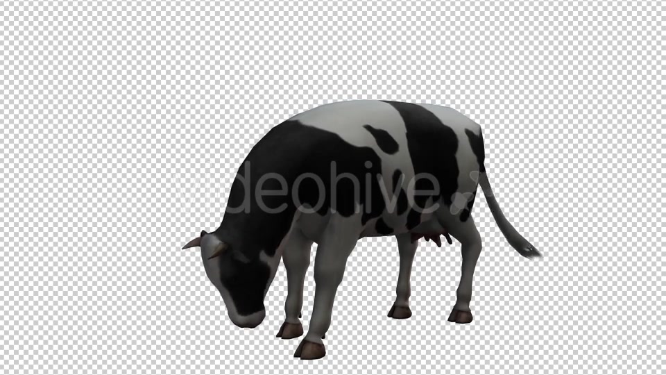 Cow Looped 2 Videohive 20704696 Motion Graphics Image 4