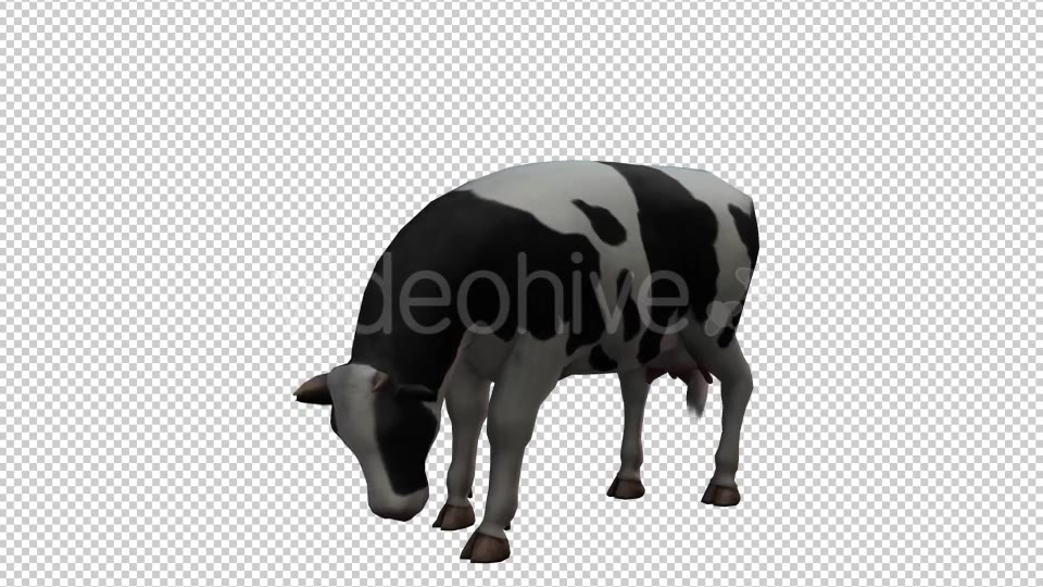 Cow Looped 2 Videohive 20704696 Motion Graphics Image 5