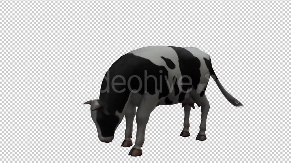 Cow Looped 2 Videohive 20704696 Motion Graphics Image 6
