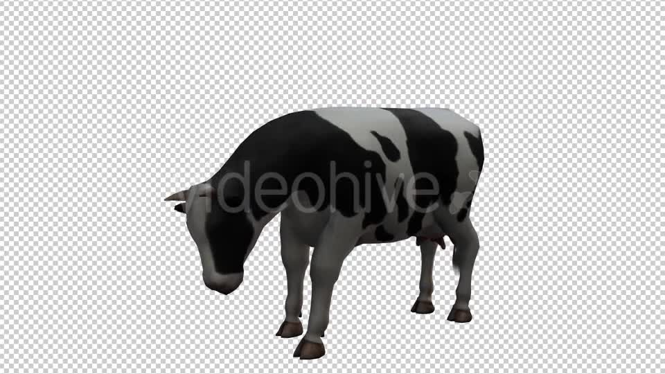 Cow Looped 2 Videohive 20704696 Motion Graphics Image 7
