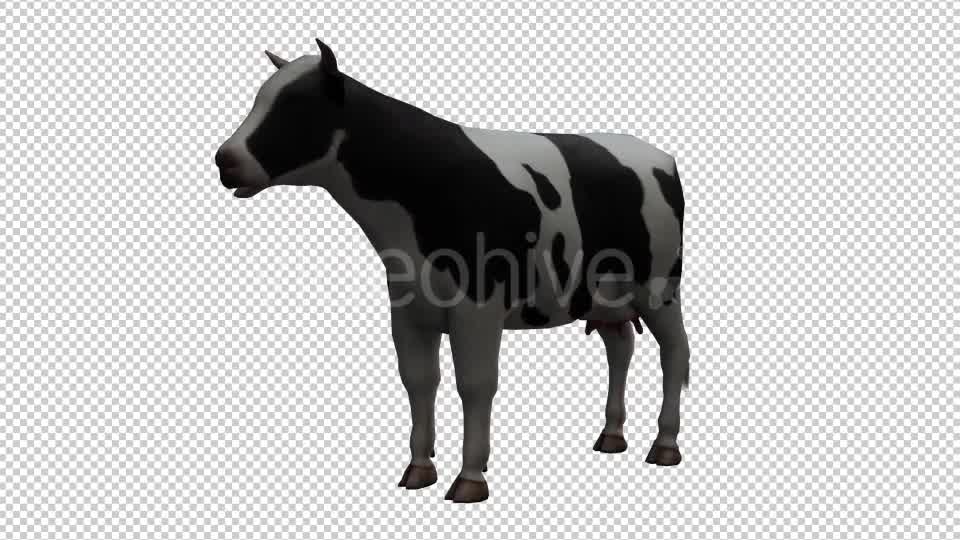 Cow Looped 2 Videohive 20704696 Motion Graphics Image 8