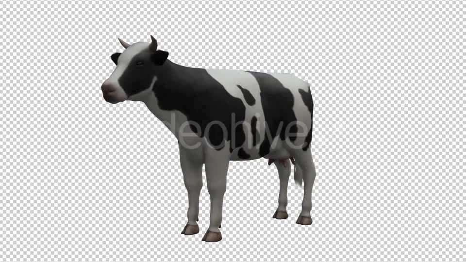 Cow Looped Videohive 20704687 Motion Graphics Image 1