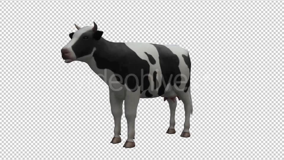 Cow Looped Videohive 20704687 Motion Graphics Image 2