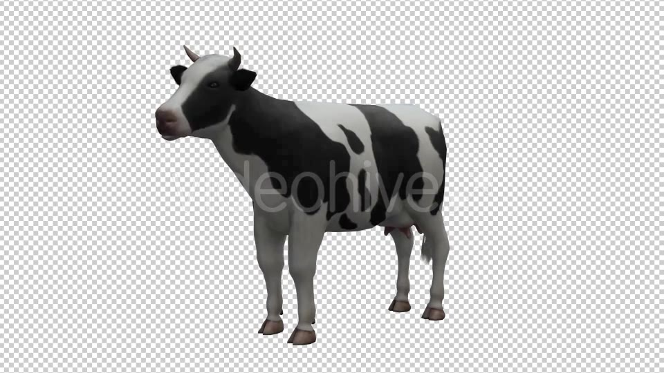 Cow Looped Videohive 20704687 Motion Graphics Image 3