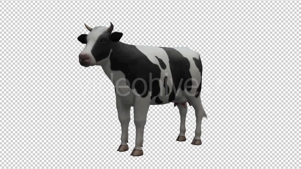 Cow Looped Videohive 20704687 Motion Graphics Image 4
