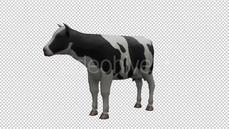 Cow Looped Videohive 20704687 Motion Graphics Image 5