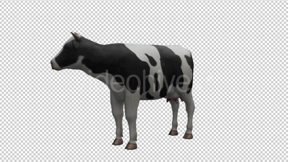 Cow Looped Videohive 20704687 Motion Graphics Image 6