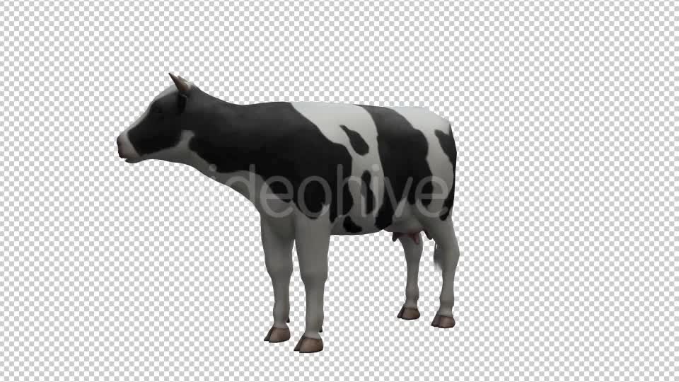 Cow Looped Videohive 20704687 Motion Graphics Image 7