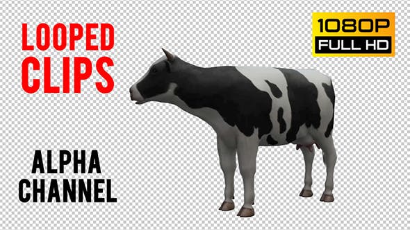 Cow Looped - 20704687 Download Videohive