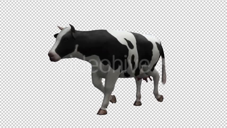 Cow Looped 3 Videohive 20704705 Motion Graphics Image 1