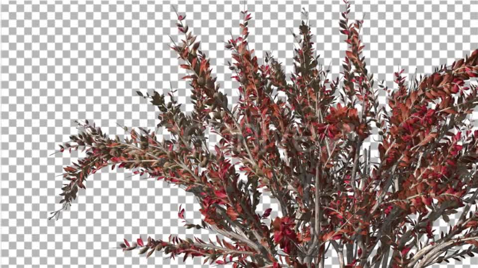 Crape Myrtle Bush Red LeavesSwaying Branches Videohive 13857838 Motion Graphics Image 1