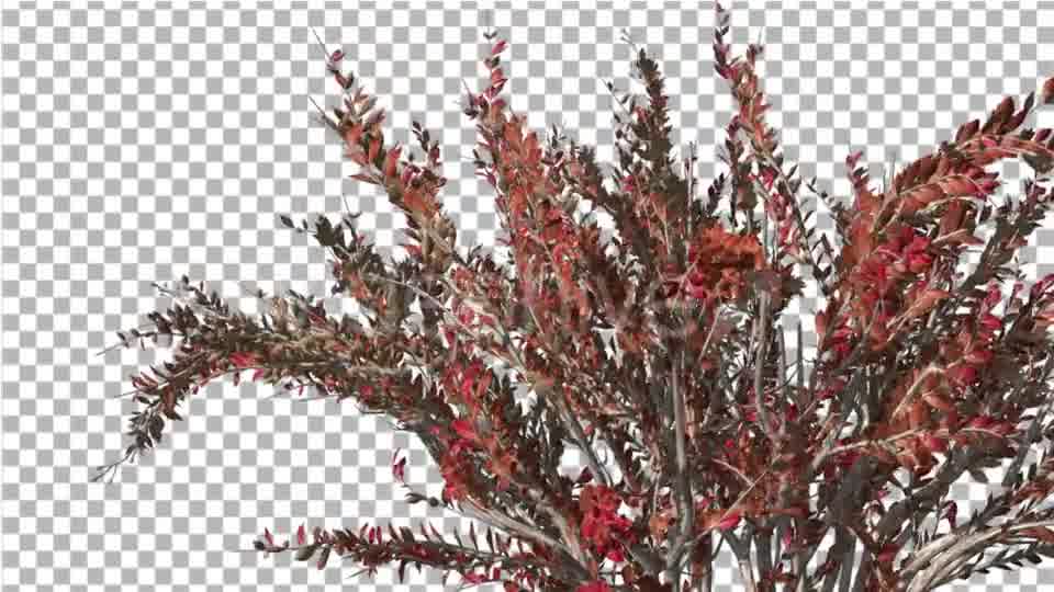 Crape Myrtle Bush Red LeavesSwaying Branches Videohive 13857838 Motion Graphics Image 10