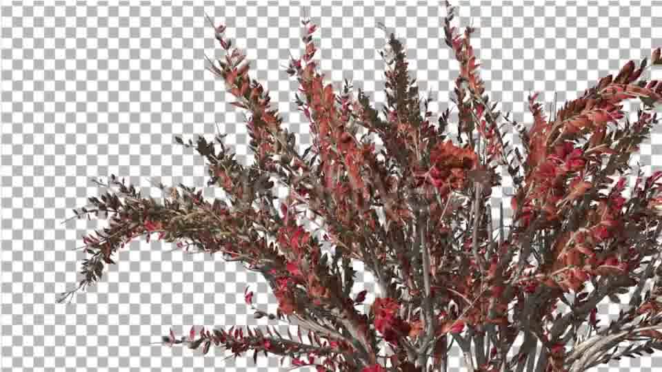 Crape Myrtle Bush Red LeavesSwaying Branches Videohive 13857838 Motion Graphics Image 11