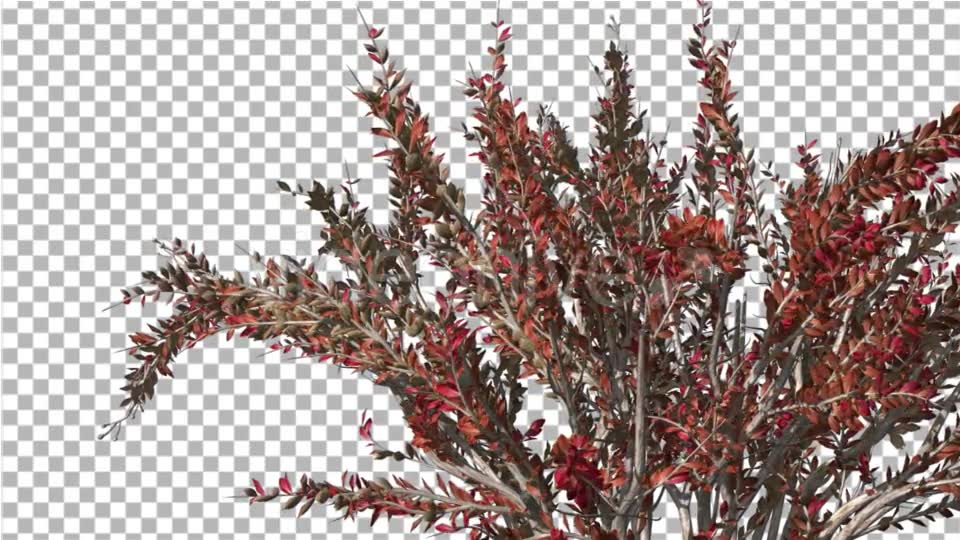 Crape Myrtle Bush Red LeavesSwaying Branches Videohive 13857838 Motion Graphics Image 2