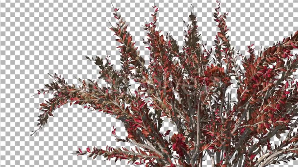 Crape Myrtle Bush Red LeavesSwaying Branches Videohive 13857838 Motion Graphics Image 3
