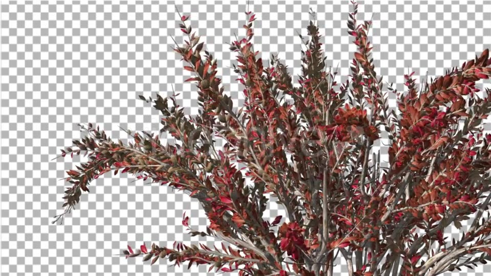 Crape Myrtle Bush Red LeavesSwaying Branches Videohive 13857838 Motion Graphics Image 4