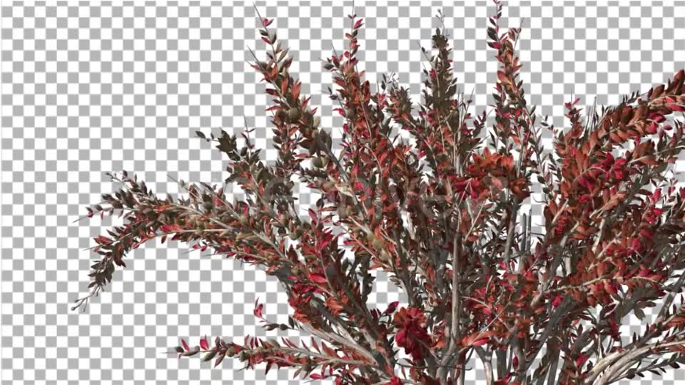 Crape Myrtle Bush Red LeavesSwaying Branches Videohive 13857838 Motion Graphics Image 6