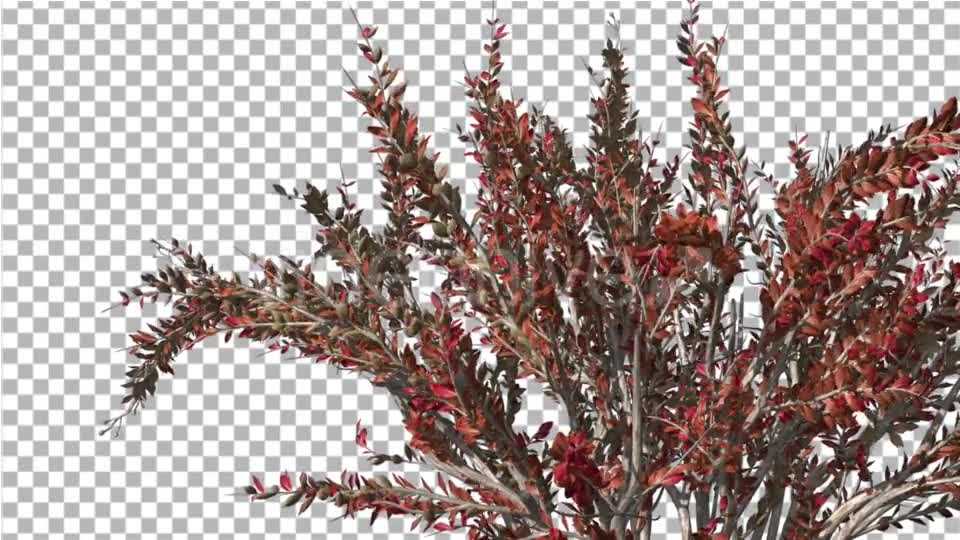 Crape Myrtle Bush Red LeavesSwaying Branches Videohive 13857838 Motion Graphics Image 7