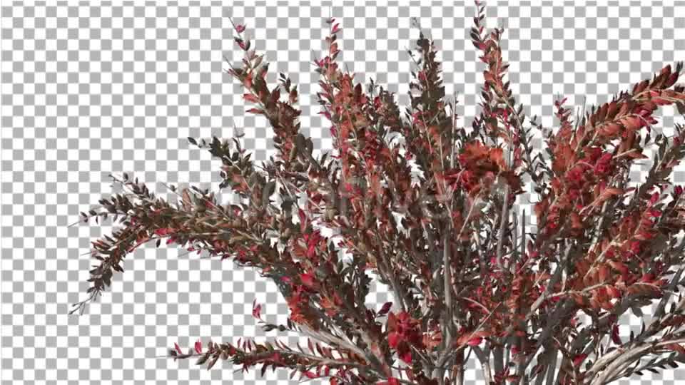 Crape Myrtle Bush Red LeavesSwaying Branches Videohive 13857838 Motion Graphics Image 8