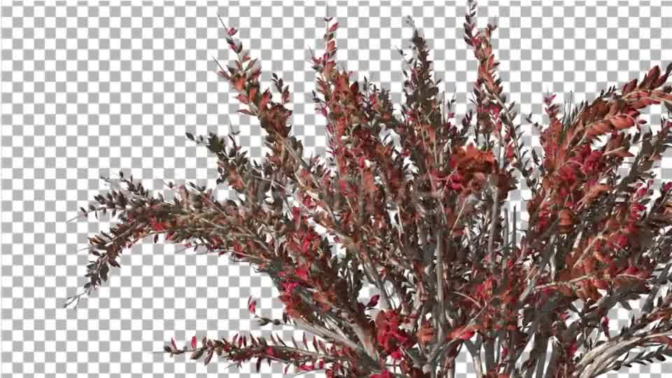 Crape Myrtle Bush Red LeavesSwaying Branches Videohive 13857838 Motion Graphics Image 9