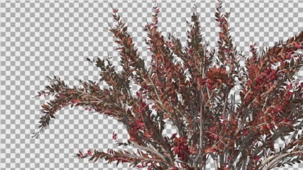 Crape Myrtle Bush Red LeavesSwaying Branches - Videohive 13857838 Download