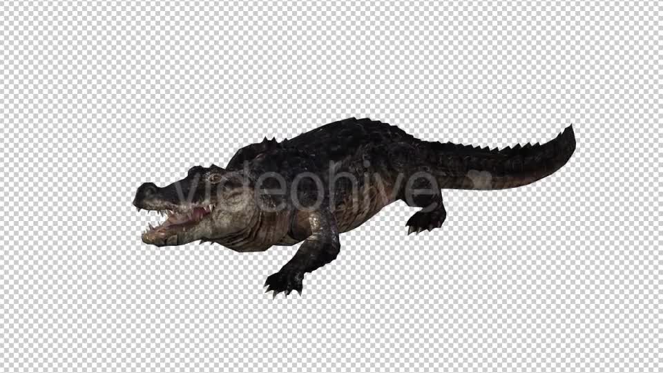 Crocodile Alligator 2 Videohive 20775947 Motion Graphics Image 1