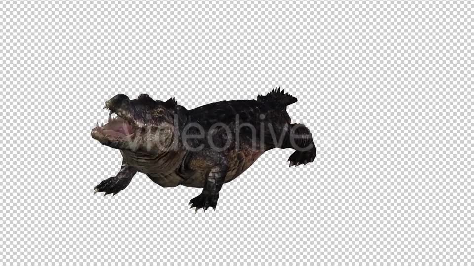 Crocodile Alligator 2 Videohive 20775947 Motion Graphics Image 2