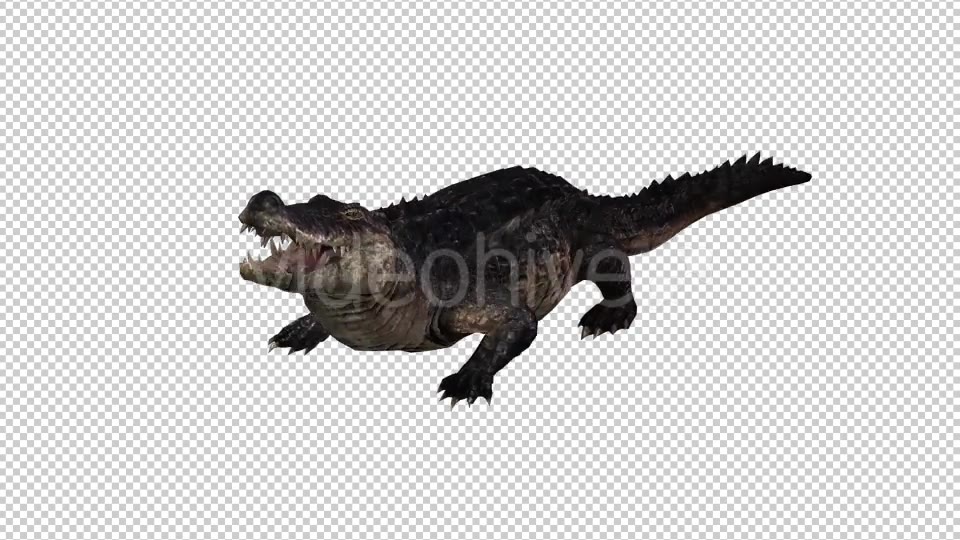 Crocodile Alligator 2 Videohive 20775947 Motion Graphics Image 3