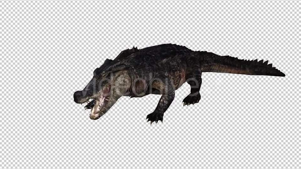 Crocodile Alligator 2 Videohive 20775947 Motion Graphics Image 4