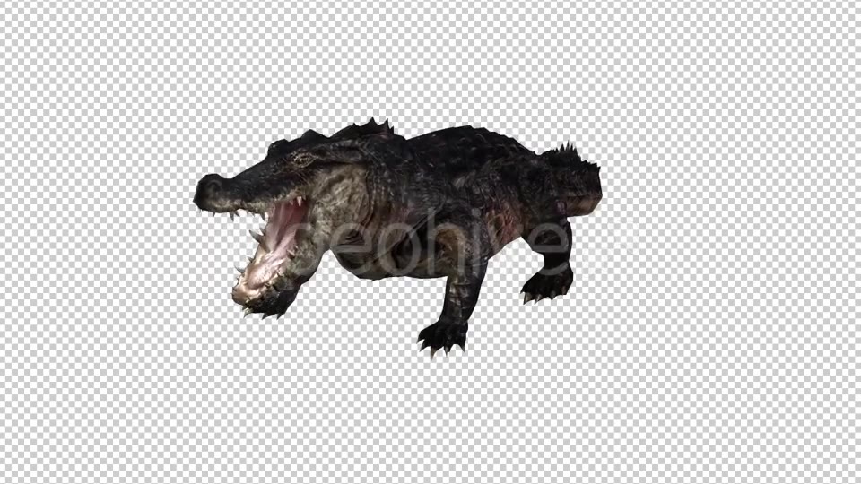 Crocodile Alligator 2 Videohive 20775947 Motion Graphics Image 5