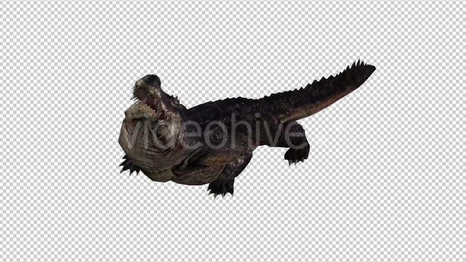Crocodile Alligator 2 Videohive 20775947 Motion Graphics Image 6