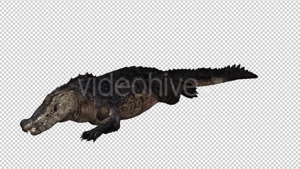 Crocodile Alligator 2 Videohive 20775947 Motion Graphics Image 7