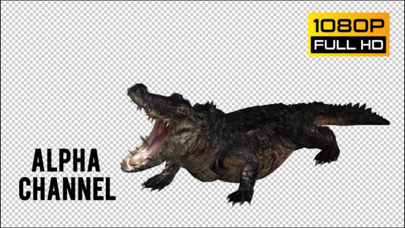 Crocodile Alligator 2 - Videohive Download 20775947