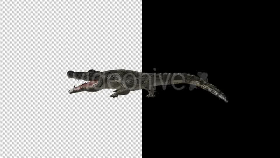 Crocodile Alligator Attack 2 Scene Videohive 18370018 Motion Graphics Image 11