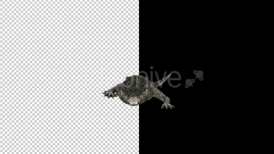 Crocodile Alligator Attack 2 Scene Videohive 18370018 Motion Graphics Image 2
