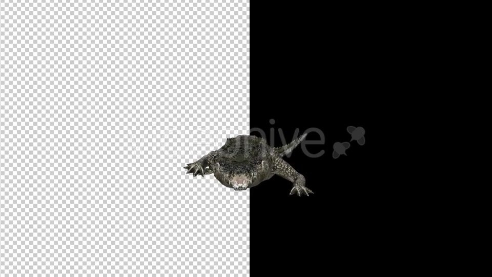 Crocodile Alligator Attack 2 Scene Videohive 18370018 Motion Graphics Image 4