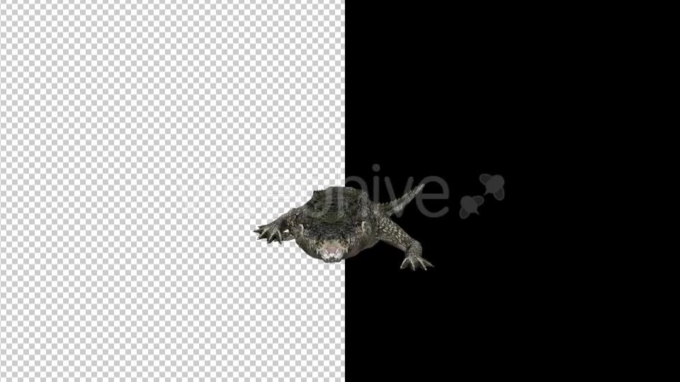 Crocodile Alligator Attack 2 Scene Videohive 18370018 Motion Graphics Image 6