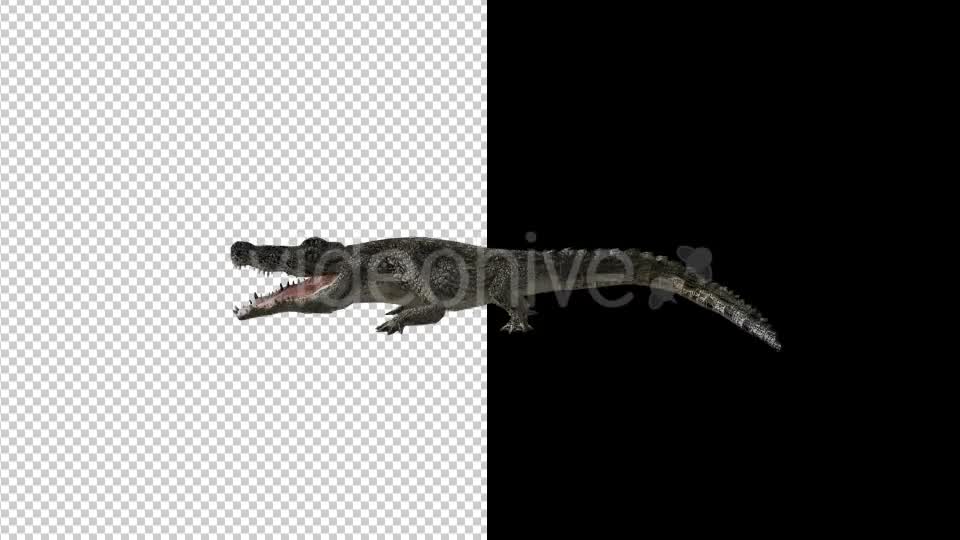 Crocodile Alligator Attack 2 Scene Videohive 18370018 Motion Graphics Image 7