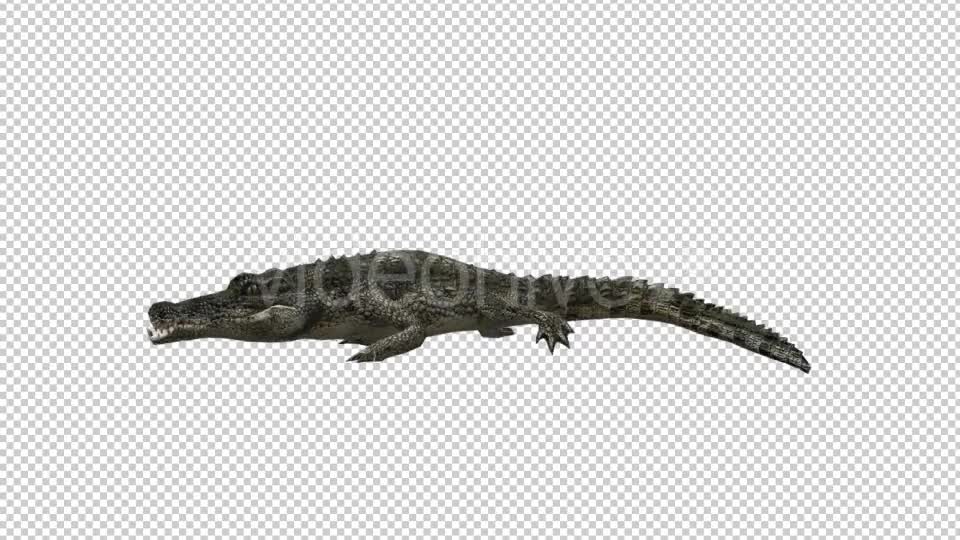 Crocodile Alligator Eating Videohive 19032291 Motion Graphics Image 1