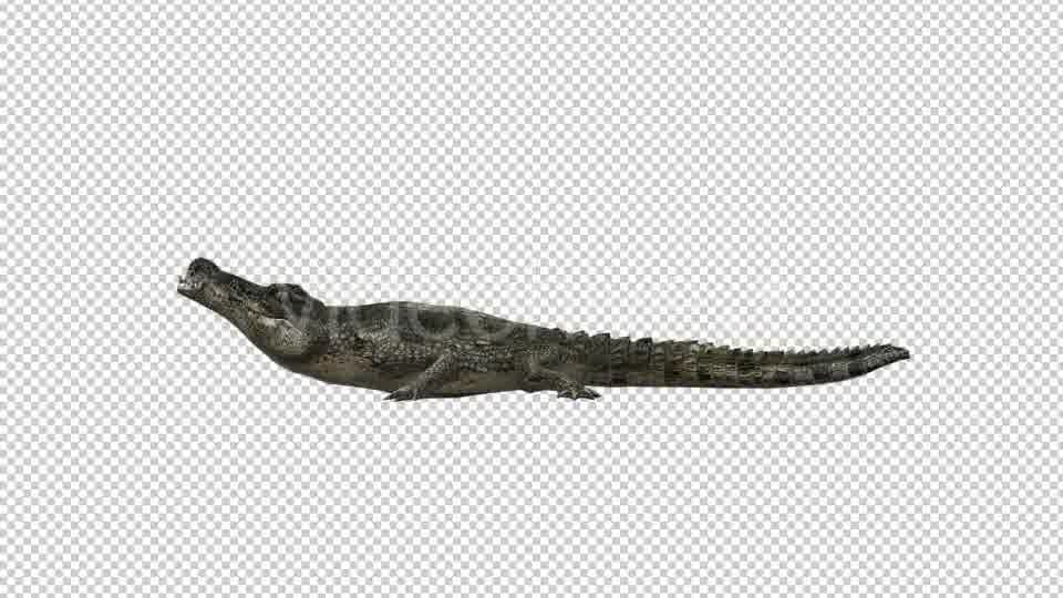 Crocodile Alligator Eating Videohive 19032291 Motion Graphics Image 10