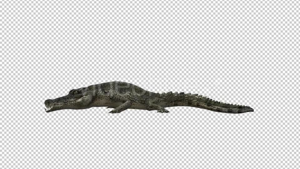 Crocodile Alligator Eating Videohive 19032291 Motion Graphics Image 2