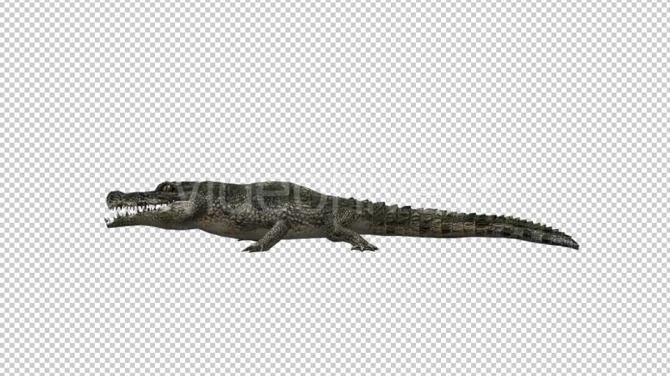 Crocodile Alligator Eating Videohive 19032291 Motion Graphics Image 3