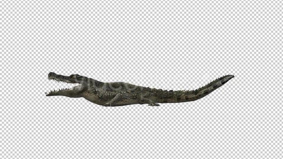 Crocodile Alligator Eating Videohive 19032291 Motion Graphics Image 4