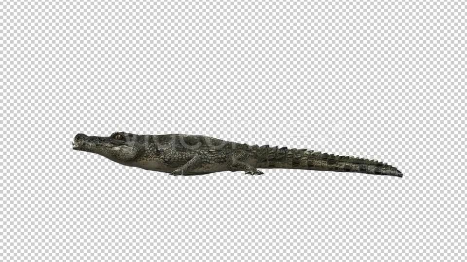 Crocodile Alligator Eating Videohive 19032291 Motion Graphics Image 5