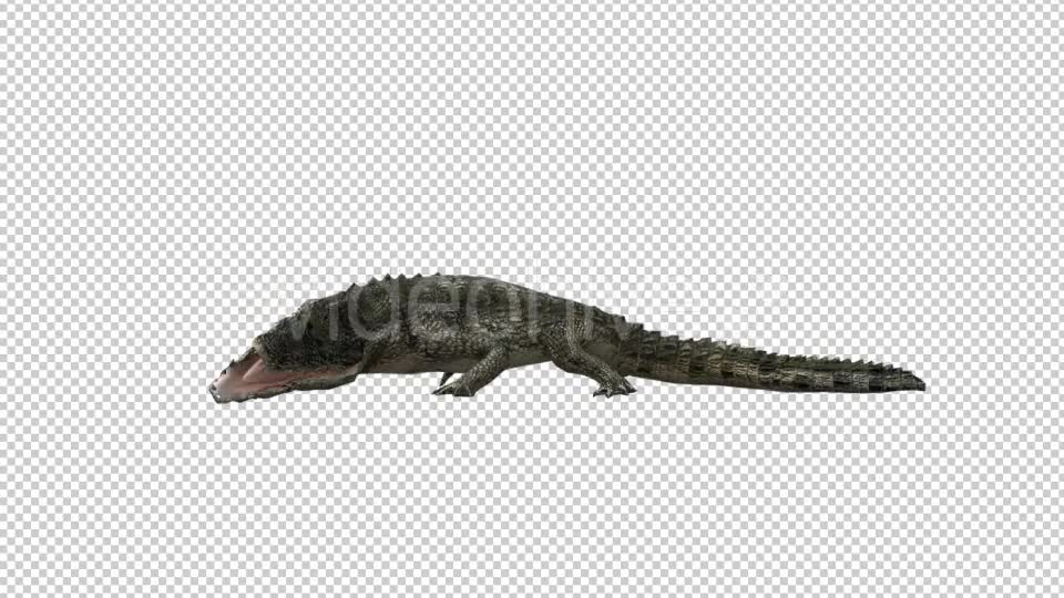 Crocodile Alligator Eating Videohive 19032291 Motion Graphics Image 6