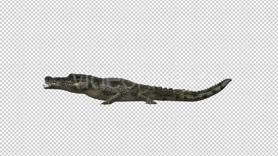 Crocodile Alligator Eating Videohive 19032291 Motion Graphics Image 7