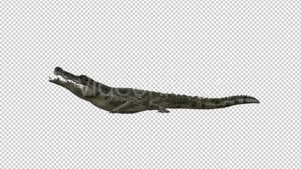 Crocodile Alligator Eating Videohive 19032291 Motion Graphics Image 8