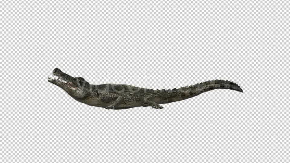 Crocodile Alligator Eating Videohive 19032291 Motion Graphics Image 9