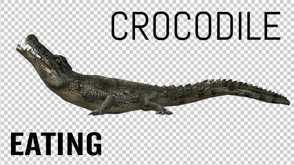 Crocodile Alligator Eating - 19032291 Videohive Download